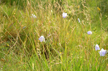 Harebells in the grass