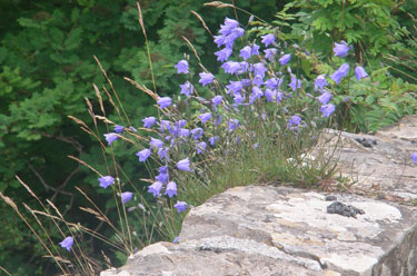 Harebells on the wall