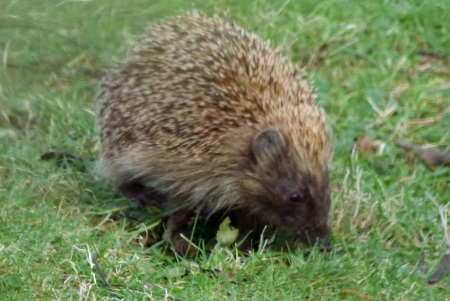 Hedgehog in the
                                                garden
