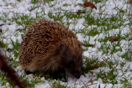Hedgehog in the
                                                snow