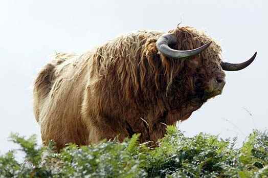 Highland Bull