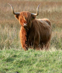 Highland Cow by Tony Budell