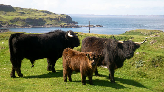 Highland cattle family