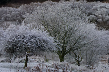 Frosty
                                        garden at Ardrioch