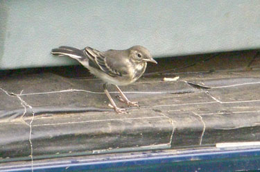 Juvinile Pied Wagtail in our van