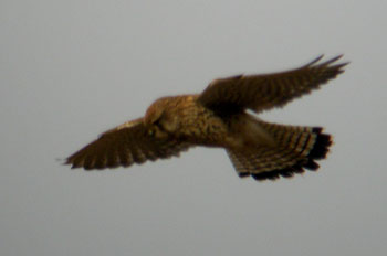 Kestrel by Arthur