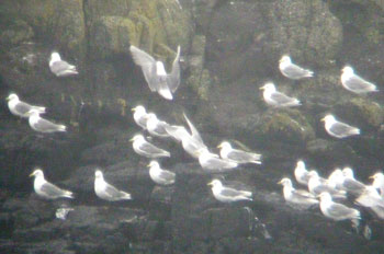 Kittiwakes