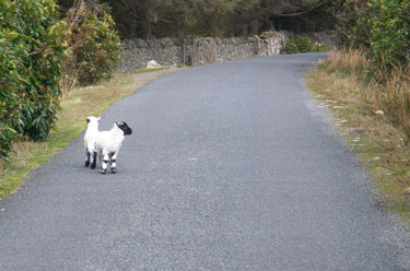 Lambs
                            on the road