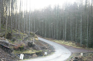 Langamull forest track