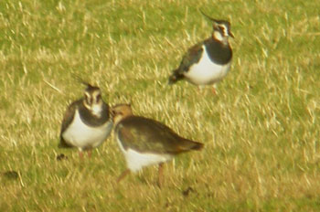 Lapwings