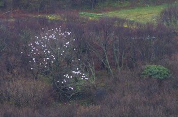 Magnolia at Treshnish