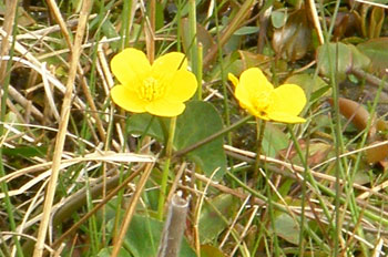 Marsh Marigold