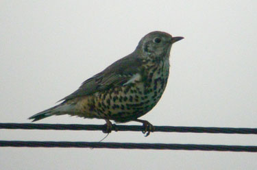 Mistle Thrush