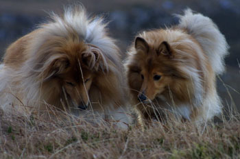 Misty and Sally
                                        investigate