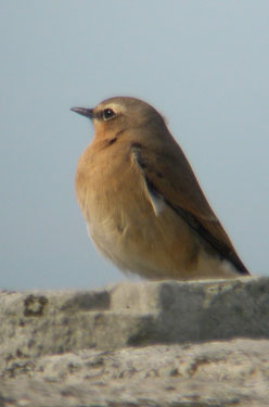 Northern Wheatear