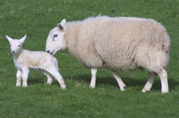 New born lamb
                            with mum