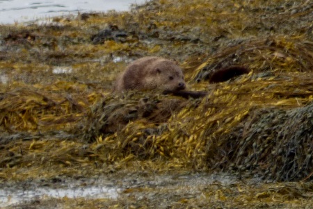 Otter in seaweed