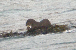 Otter holds tightly
                                              to the fish
