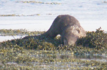 Otter leaving rock after
                                      eating a fish