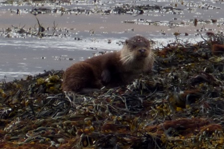 Otter on seaweed