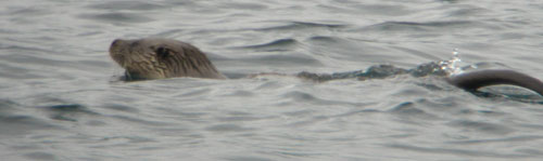 Otter swimming