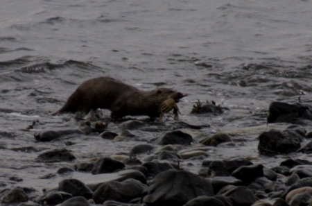 Otter with a crab
