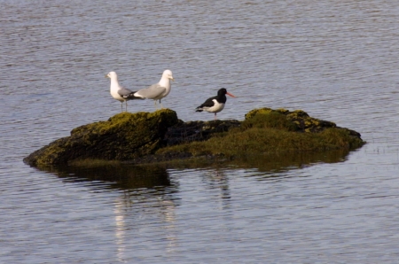 Oystercarcher with 2 Common
                                    Gulls