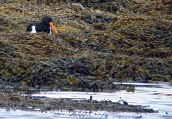 Feeding Oystercatcher