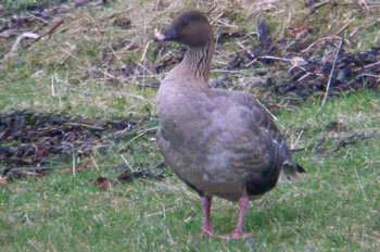 Pink-footed Goose