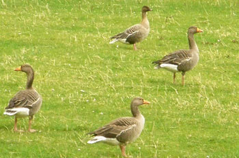 Pink-footed Goose with Greylags