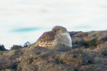 Purple Sandpiper