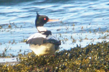 Red-breasted Merganzer