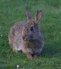 Rabbit by Arthur