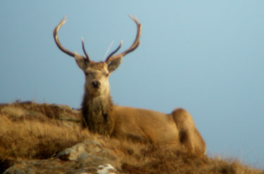 Red
                            Deer stag