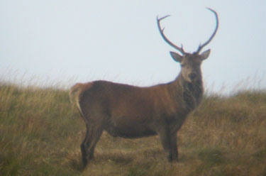 Red Deer stag