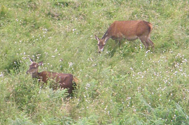 Red Deer in the long grass