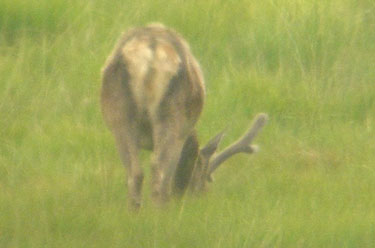 Red Deer stag in velvet