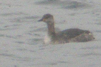 Red
                            necked Grebe