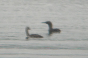 Red-throated Divers