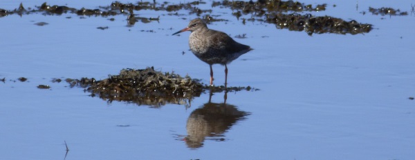 Redshank with reflection