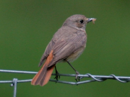 Redstart female