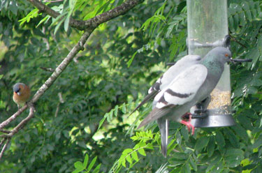 Rock Dove on feeder