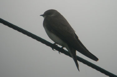 Sand
                            Martin