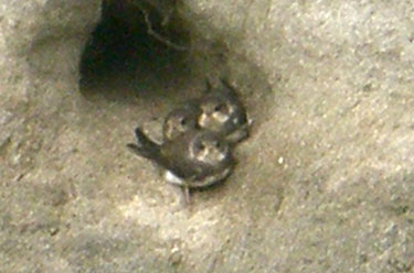 Sand Martin chicks