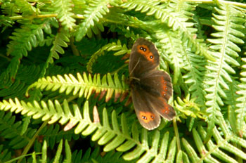 Scotch Argus Butterfly
