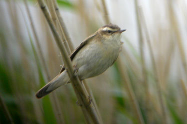 Sedge Warbler