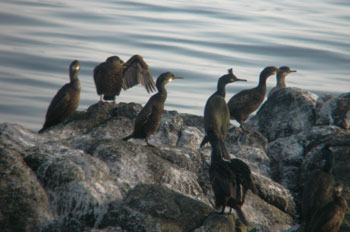 Shags on a
                            rock