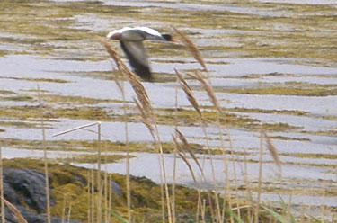 Shellduck flying