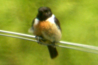 Stonechat