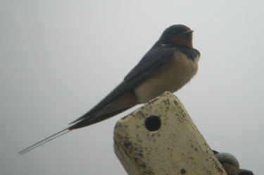 Swallow